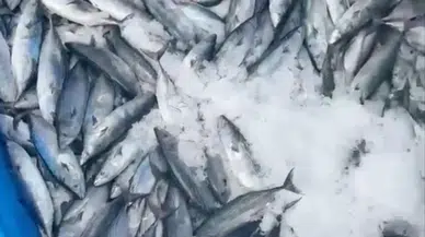 Karadeniz'de palamut bereketi : Balıkçının ağlarına 2 bin palamut takıldı