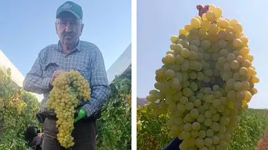 Manisa'da görenleri şaşırtan üzüm salkımı : Tam 5,5 kilo geldi