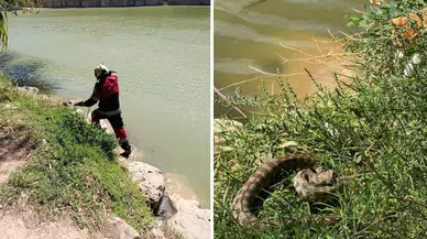 Reyhanlı’da göl kenarında yılan paniği : Ekipler harekete geçti