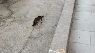 Manavgat'ta yağmur suyu giderine sıkışan yavru kedi itfaiye ekiplerince kurtarıldı