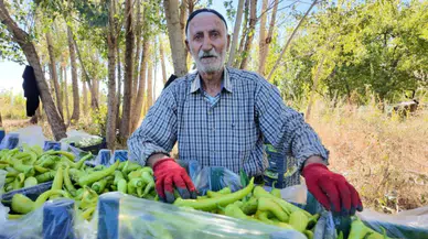 86 yaşında tarladan kopmadı : Günde 6 ton biber üretiyor