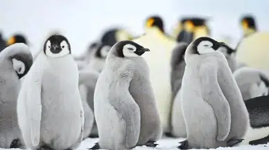 Yeni bir penguen türü keşfedildi : Bilim insanları 100 yıldan sonra ilk kez yeni bir tür tespit etti