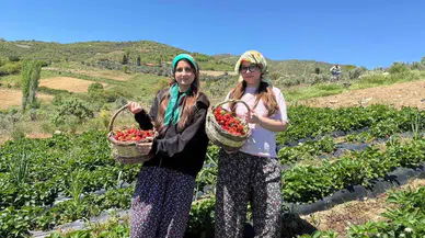 Sağlık sorunları nedeniyle üzüm hasadı yapamayan yaşlı çifte gençlerden destek geldi