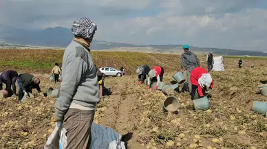 Mevsimlik İşçilerin Zorlu Patates Hasadı Süreci Nasıldır ?
