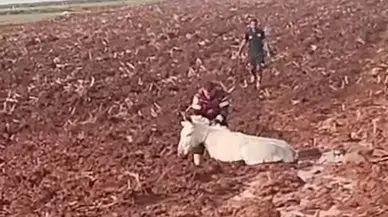 Hatay Reyhanlı'da Çamura Saplanan Eşek Kurtarıldı