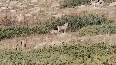 Ardahan'da sürpriz karşılaşma: Vaşak ailesi kamerada!