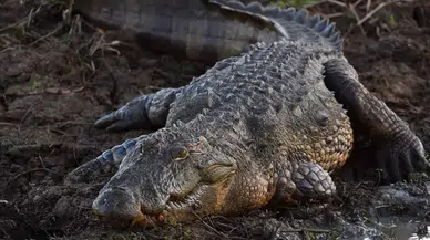 Florida'da Timsah Saldırısı: Balık Tutan Yaşlı Adam Hayatını Kaybetti