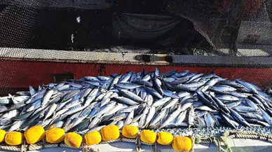 Denizlerde 20 Yılın Rekor Bolluğu: Palamut Fiyatı Gören Tezgaha Koşuyor!