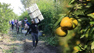 Adana'da Mandalina Fiyatları Düştü: Üretici Zor Durumda