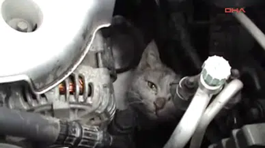 Hatay'da aracın motoruna sıkışan kedi nasıl kurtarıldı ?