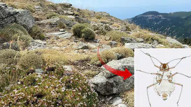 Kaz Dağlarında Yeni Bir Böcek Türü Keşfedildi