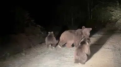 Sakarya'da mantar toplarken ayı ailesi ile karşılaşan vatandaşların yaşadığı o anlar