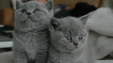 Bilim insanları açıkladı : Kedi yoğunluğu ile toplumların mutluluğu arasındaki bağlantı nedir ?