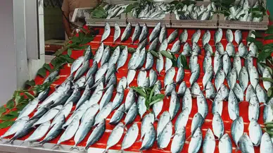 Palamut Fiyatları Bandırma'da 100 TL'ye düşerek alışverişi canlandırdı mı ?
