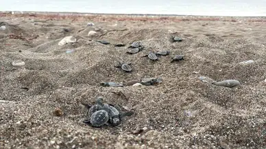 Akdeniz sahillerinde caretta caretta yavrularının denizle buluşma yolculuğu tamamlanıyor