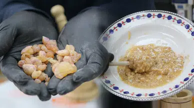 20 metrelik ağaçlardan çakıyla tek tek toplanıyor: Kilo fiyatı altınla yarışıyor
