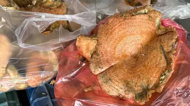 Menteşe’de ilk çıntarlar tezgahlarda! kilogram fiyatı 500 liradan satışa sunuldu