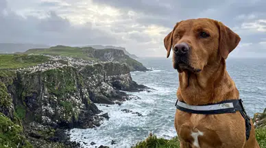 Rathlin Adası'nda Yıllardır Süren İstilayı Tek Gözlü Köpek Woody Bitirdi