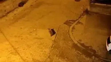 Kars Sarıkamış'ta Mahalleleri Ayılar İstila Etti