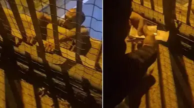 Sultanbeyli'de Trafik Cezası Sonrası İntihar Girişimi