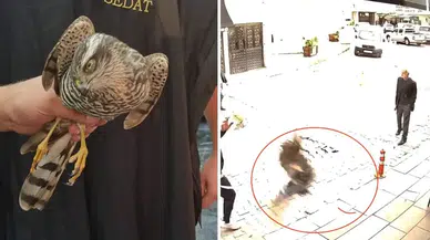Artvin Hopa'da Bir Berber Dükkanına Atmaca Girdi