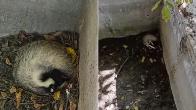 Çorum'un Oğuzlar İlçesinde Havuzda Mahsur Kalan Porsuk Kurtarıldı