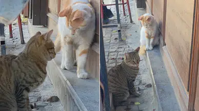 Saraçlar Caddesi'nde Kedinin Fare İle İlginç İmtihanı