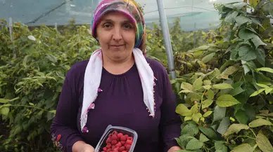 İlçede ilk ahududu üretimini başlattı kilosunu 500 liradan satıyor