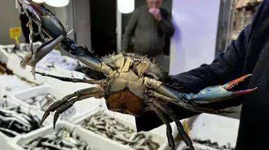 Karadeniz'de İstilacı Türler İklim Avcısı Projesiyle Ekonomiye Kazandırılacak