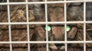 Aydın'da Yaralı Bulunan Karakulak Koruma Altında