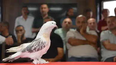 Emekli astsubay güvercinleri için ev kiraladı : Aylık masrafı 10 bin lira