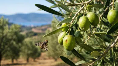 Salihli'de Zeytin Üreticilerine Kritik Sinek Uyarısı