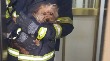 Kuyuya düşen sahipsiz köpek için seferber oldular