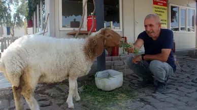 Bekçi ile Kuzunun İnanılmaz Dostluğu Hayran Bırakıyor