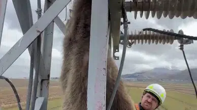 Erzurum'da Elektrik Direğine Çıkan Yavru Bozayı Akıma Kapıldı