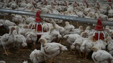 TÜİK Ağustosa İlişkin Kümes Hayvancılığı Üretim Verilerini Açıkladı