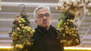 İki yılda bir yetişiyor, günler içinde tükeniyor