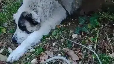Bursa'da Ormandaki Tuzağa Düşen Köpek Kurtarıldı