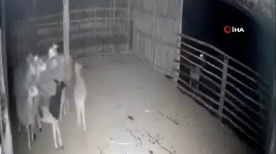 Denizli'de Kurtlar Ağıla Kadar Geldi