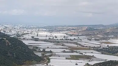 Sarıgöl'de binlerce ton üzüm örtü altında bekliyor