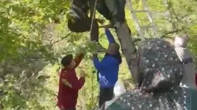 Artvin'de ceviz toplarken ağaçta mahsur kaldı : Ekipler kurtardı