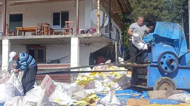 Andırın'da Yerli Mısır Hasadı ve Kurutma Mesaisi