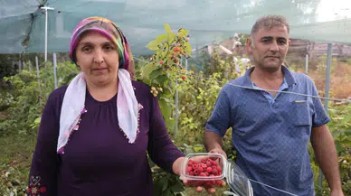 Adana'da İmkansızı Başardı: Kilosu 500 Lira Oldu!