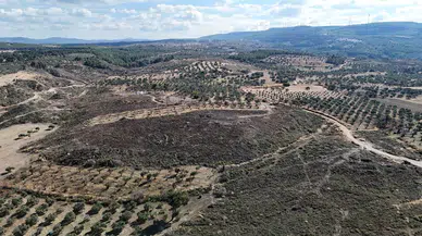 Canakkale'de Yanan Ormanlar Küllerinden Yeniden Doğuyor