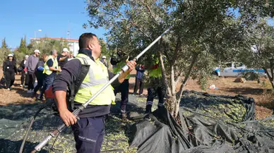 Tekirdağ'da gençlerden uygulamalı zeytin hasadı eğitimi