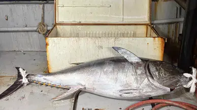Saros Körfezi'nde Yakalanan Dev Orkinos Şaşırttı