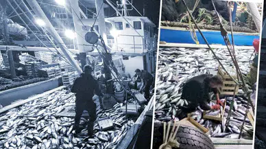 Karadeniz'de Palamut Bereketi: 3 Saatte 15 Bin Balık Avlandı