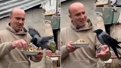 Kocaeli'de Yaralı Bulduğu Kargaya Gözü Gibi Bakıyor