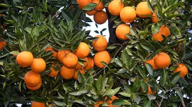 Tarlada 2 Lira Olan Mandalina Marketlerde 50 Liraya Satılıyor