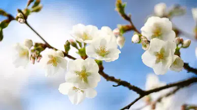 Nevruz Bayramı ne zaman, hangi ayda ve resmi tatil olacak mı?